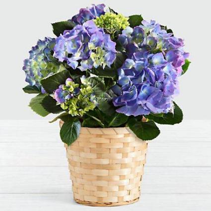 Blue or Pink Hydrangea Plant 