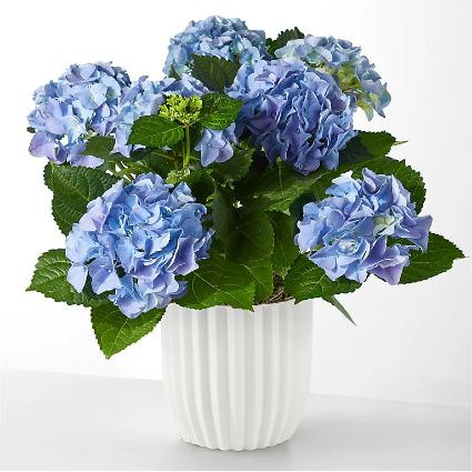 Blue Hydrangea Plant 
