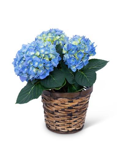 Blue Hydrangea Plant Plant