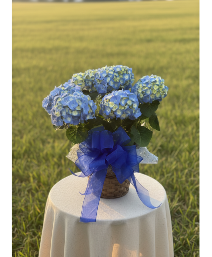 Hydrangea Plants (Blue) 