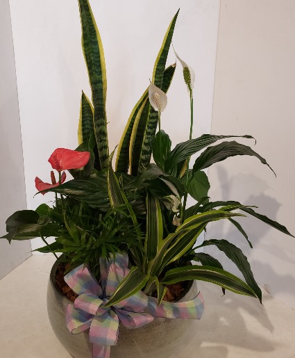 Blue Mist Tropical Planter Plants