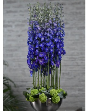 Blue Noble  Pre-order for next day Delivery -  The Home or Office 