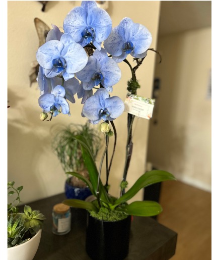 Blue Orchid 