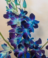 Blue orchids  in a vase  mesa  apache junction  