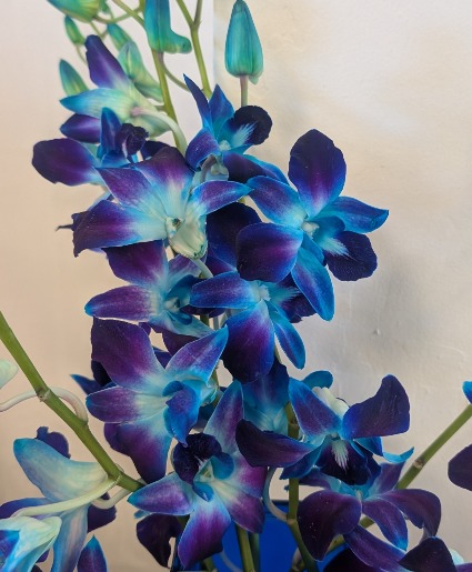 Blue orchids  in a vase  mesa  apache junction  