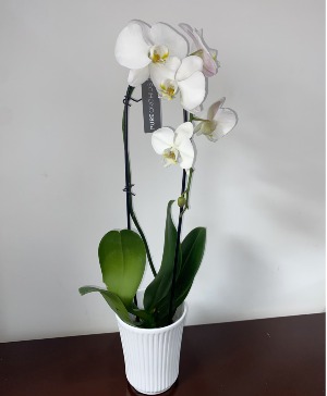 WHITE  PREMIUM ORCHID HOUSEPLANT planta