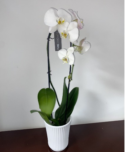 WHITE  PREMIUM ORCHID HOUSEPLANT planta