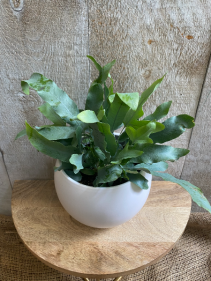 Blue Star Fern  potted plant