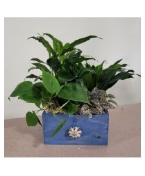 BLUE WOOD BOX GARDEN 