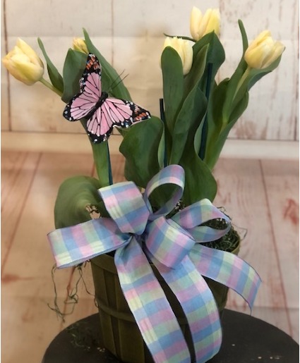 Tulip Plant blooming bulb