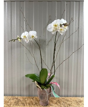 Blushing Orchid Bliss Plant