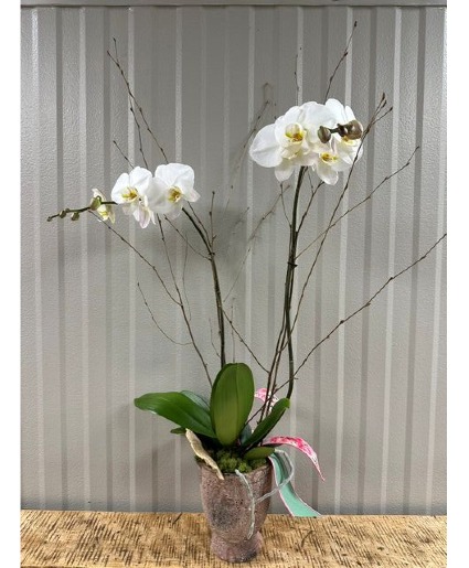 Blushing Orchid Bliss Plant