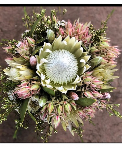 Blushing Protea 