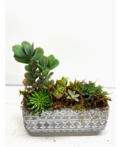 BoHo Succulent Garden 