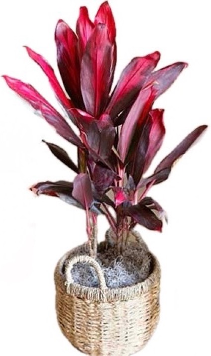 Bold & Beautiful You Houseplant 