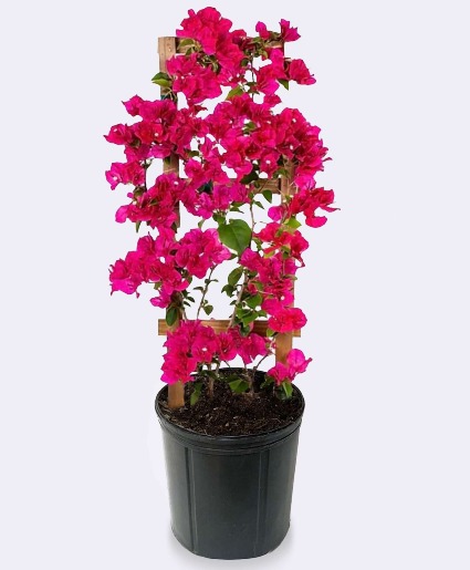 Bolgenvilla Trellis Plant