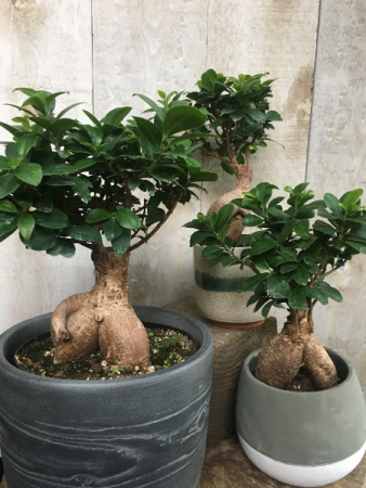 Bonsai Ficus Retusa  5.5 inch and 7" diameter plant in pot 