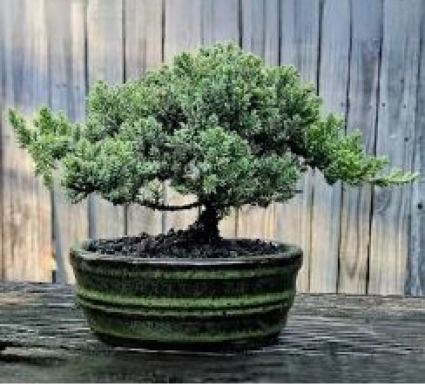 Bonsai Tree 