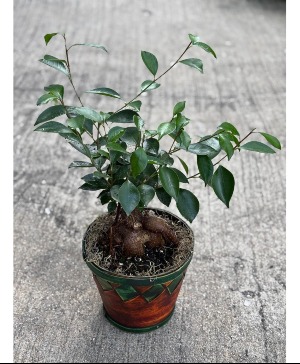 Bonsai Tree  Ficus Bonsai Tree 