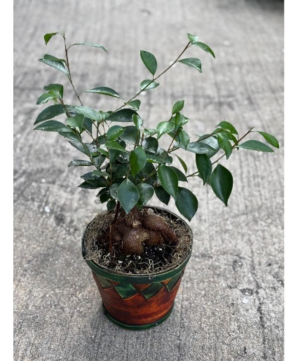 Bonsai Tree  Ficus Bonsai Tree 