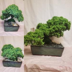 Bonsai Tree - Large Juniper 