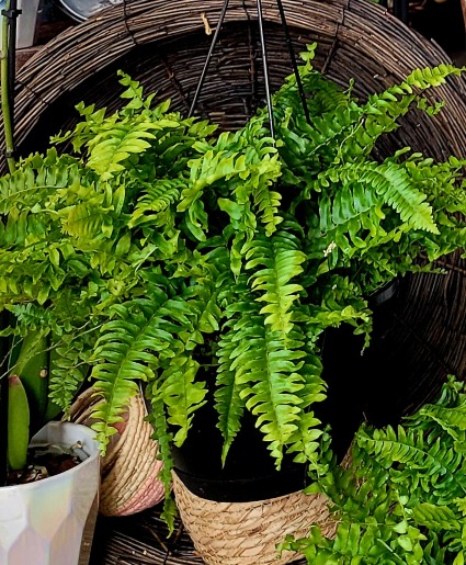 Boston Fern 