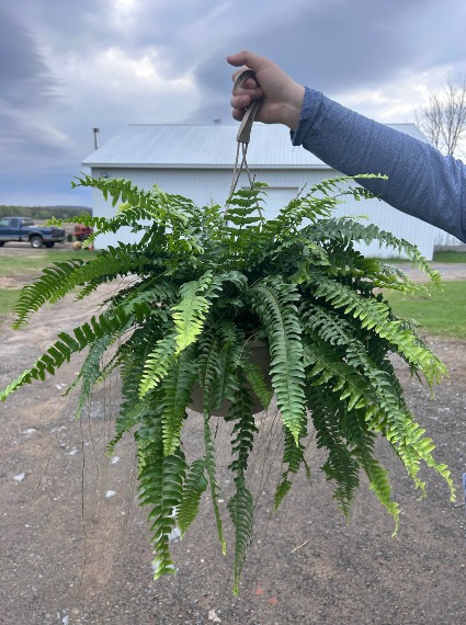 Boston Fern 