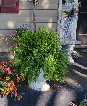 Boston Fern 
