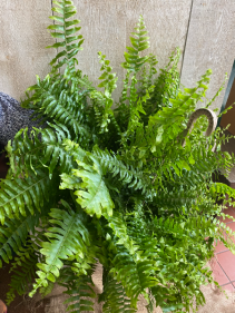 Boston Fern 10" Hanging Basket