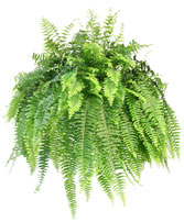 Boston Fern Hanging Plant