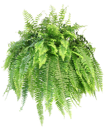 Boston Fern Hanging Plant