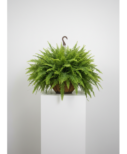 Boston Fern  PLANT 