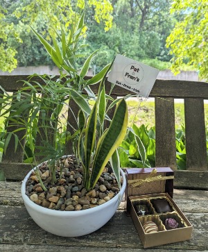 Botanicals and Brews and Sweets Too Plants