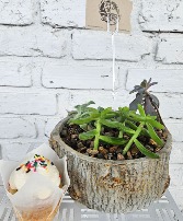 Botanicals and Brews and Sweets Too Succulent Edition