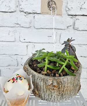 Botanicals and Brews and Sweets Too Succulent Edition