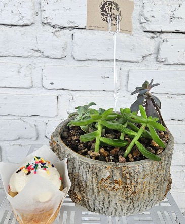 Botanicals and Brews and Sweets Too Succulent Edition in Coralville, IA | Every Bloomin' Thing