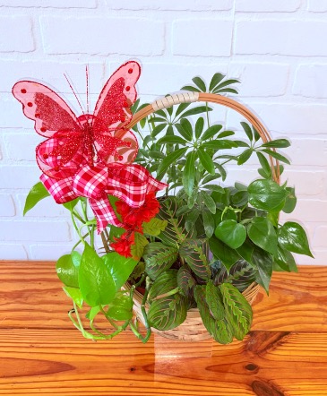 Bountiful Blessings Basket GREEN PLANTS in Weatherford, OK | The Flower Box Florist