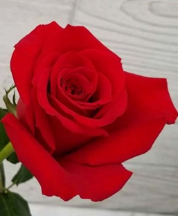Boutonniere red rose Boutonnieres in Evanston, IL | West End Florist & Garden Center