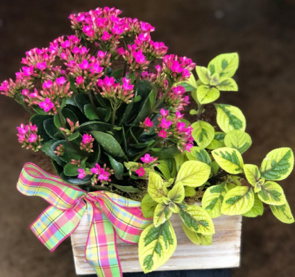Box of Blooms- assorted plants Plants