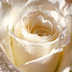 Premium White Presentation Bouquet