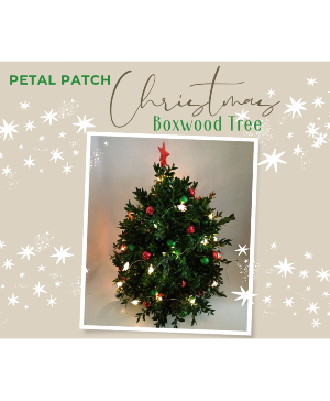 Boxwood Christmas  Tree 