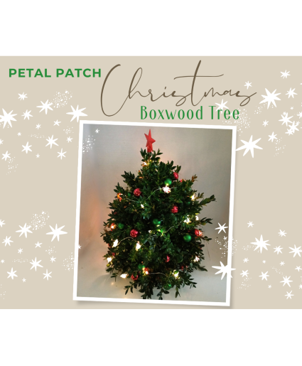 Boxwood Christmas  Tree 