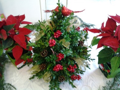 Boxwood Tree Boxwood Tree