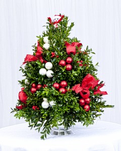 Boxwood Tree Boxwood Tree