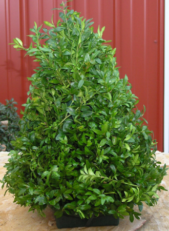 Boxwood Tree Christmas