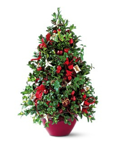 Boxwood Tree Decorated for Christmas