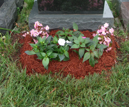 BP75 FIVE  6" BEDDING PLANTS $75.99
