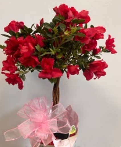 Braided Azalea Plant 
