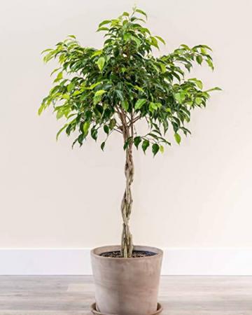 Braided Benjamina Ficus Tree 