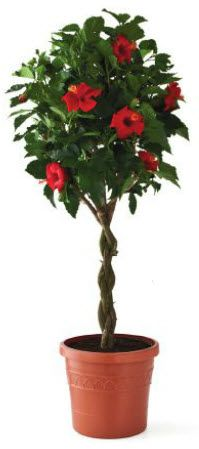 Hibiscus Tree 